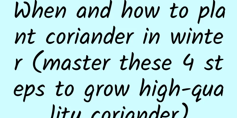 When and how to plant coriander in winter (master these 4 steps to grow high-quality coriander)