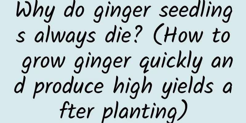 Why do ginger seedlings always die? (How to grow ginger quickly and produce high yields after planting)