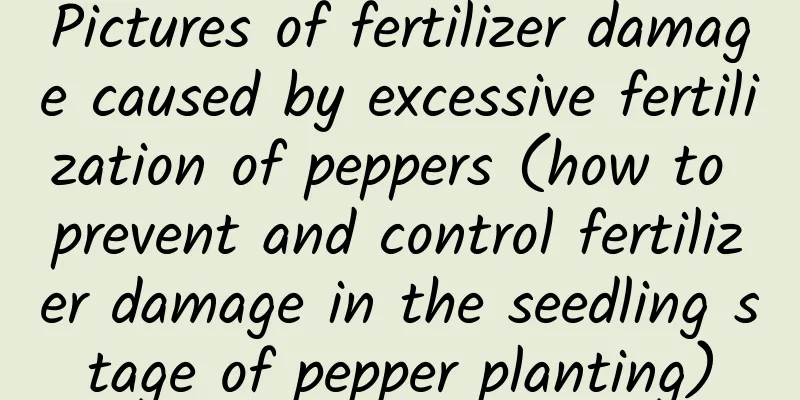 Pictures of fertilizer damage caused by excessive fertilization of peppers (how to prevent and control fertilizer damage in the seedling stage of pepper planting)