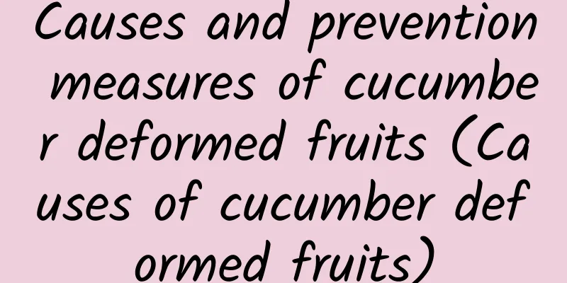 Causes and prevention measures of cucumber deformed fruits (Causes of cucumber deformed fruits)