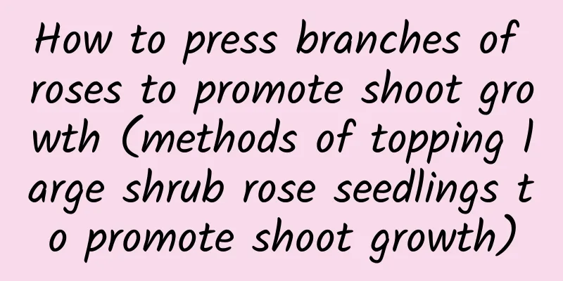 How to press branches of roses to promote shoot growth (methods of topping large shrub rose seedlings to promote shoot growth)