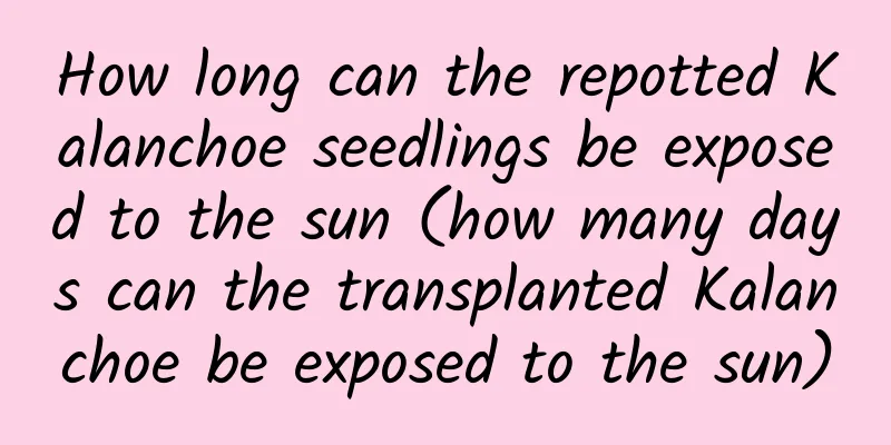How long can the repotted Kalanchoe seedlings be exposed to the sun (how many days can the transplanted Kalanchoe be exposed to the sun)