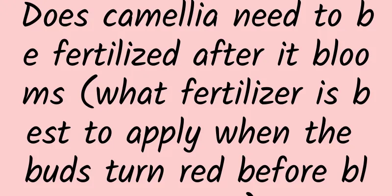 Does camellia need to be fertilized after it blooms (what fertilizer is best to apply when the buds turn red before blooming)