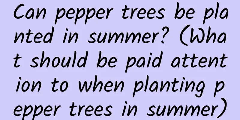Can pepper trees be planted in summer? (What should be paid attention to when planting pepper trees in summer)