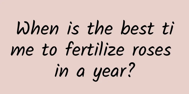When is the best time to fertilize roses in a year?