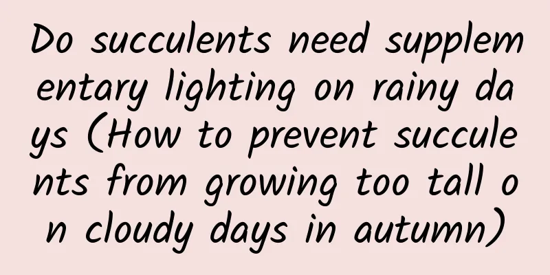 Do succulents need supplementary lighting on rainy days (How to prevent succulents from growing too tall on cloudy days in autumn)