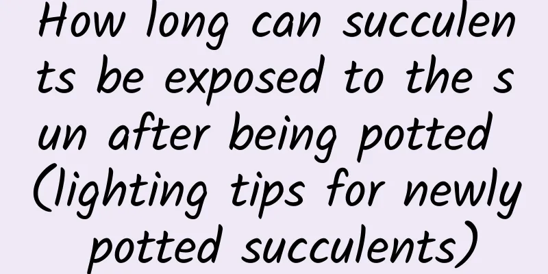 How long can succulents be exposed to the sun after being potted (lighting tips for newly potted succulents)
