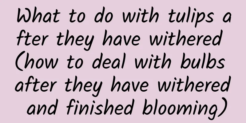 What to do with tulips after they have withered (how to deal with bulbs after they have withered and finished blooming)