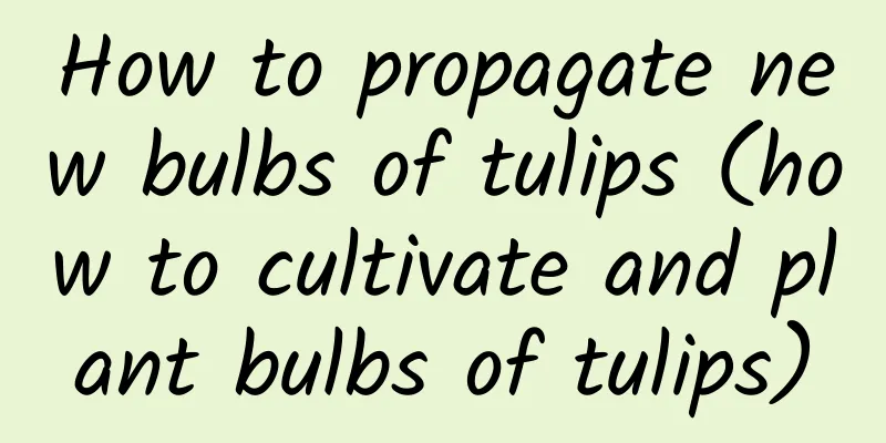 How to propagate new bulbs of tulips (how to cultivate and plant bulbs of tulips)