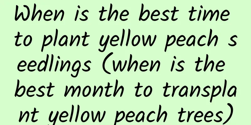 When is the best time to plant yellow peach seedlings (when is the best month to transplant yellow peach trees)