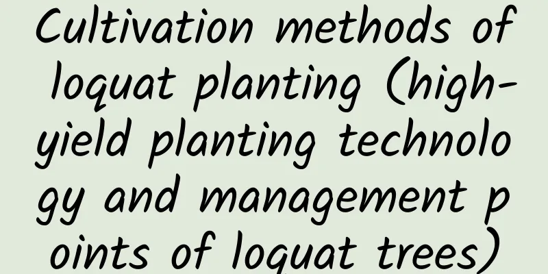 Cultivation methods of loquat planting (high-yield planting technology and management points of loquat trees)