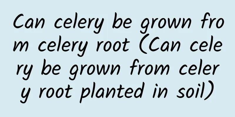 Can celery be grown from celery root (Can celery be grown from celery root planted in soil)