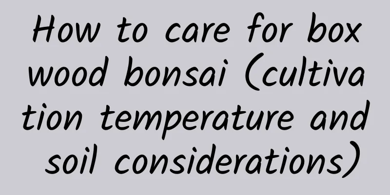 How to care for boxwood bonsai (cultivation temperature and soil considerations)