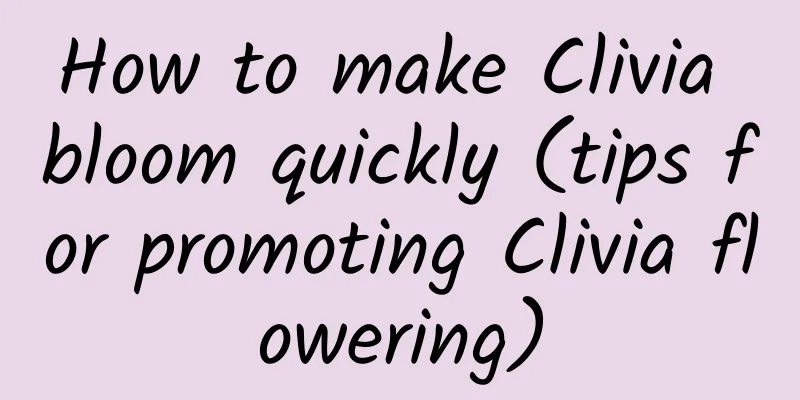 How to make Clivia bloom quickly (tips for promoting Clivia flowering)