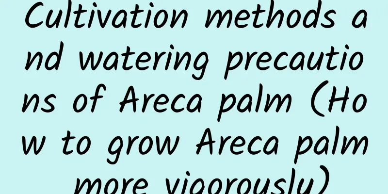 Cultivation methods and watering precautions of Areca palm (How to grow Areca palm more vigorously)