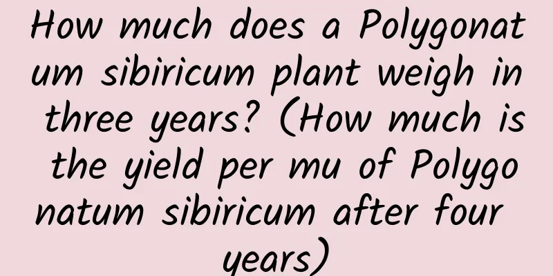 How much does a Polygonatum sibiricum plant weigh in three years? (How much is the yield per mu of Polygonatum sibiricum after four years)