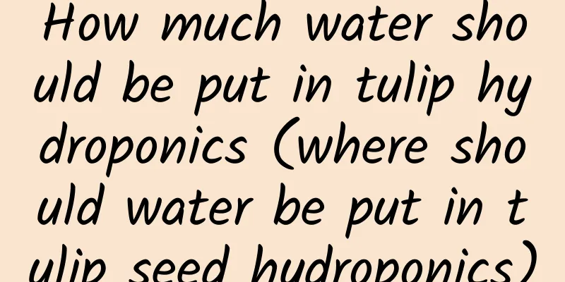 How much water should be put in tulip hydroponics (where should water be put in tulip seed hydroponics)