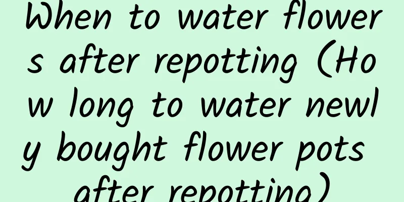 When to water flowers after repotting (How long to water newly bought flower pots after repotting)
