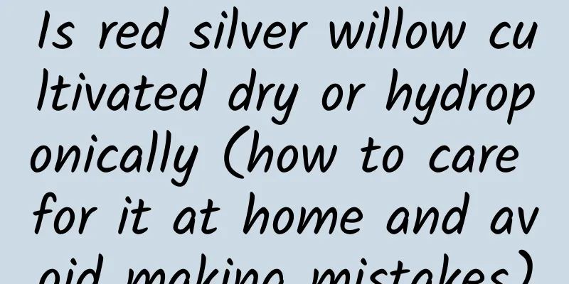 Is red silver willow cultivated dry or hydroponically (how to care for it at home and avoid making mistakes)