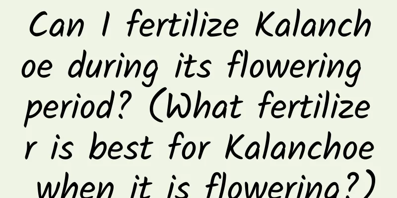 Can I fertilize Kalanchoe during its flowering period? (What fertilizer is best for Kalanchoe when it is flowering?)