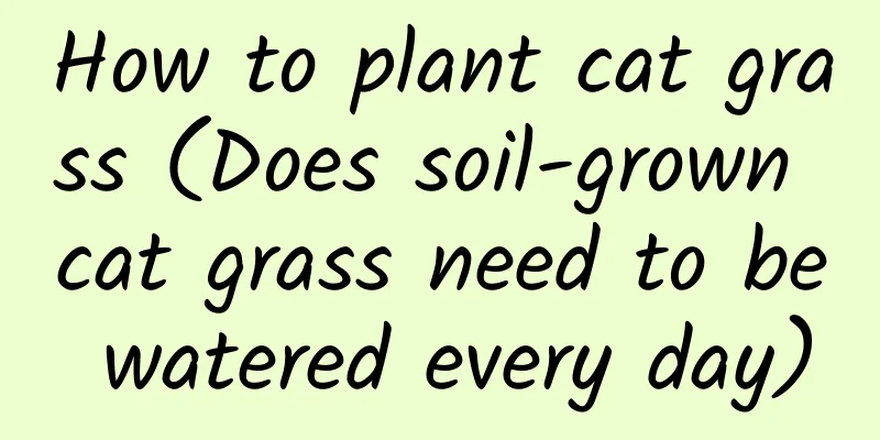 How to plant cat grass (Does soil-grown cat grass need to be watered every day)