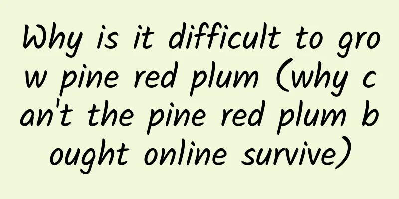 Why is it difficult to grow pine red plum (why can't the pine red plum bought online survive)