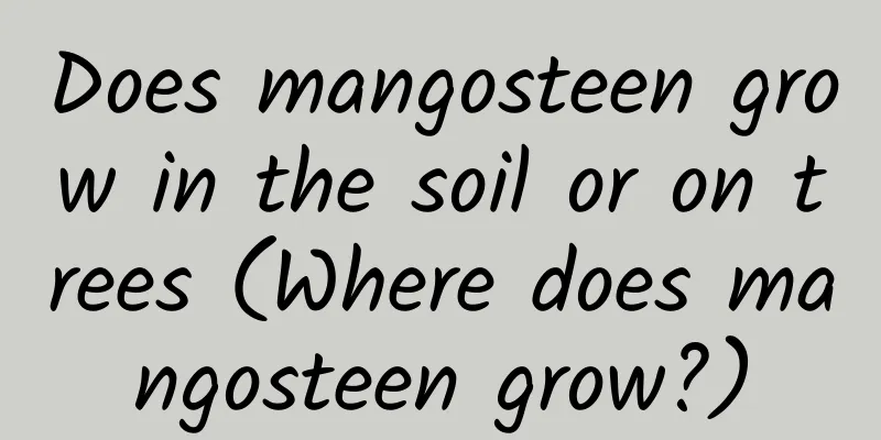 Does mangosteen grow in the soil or on trees (Where does mangosteen grow?)