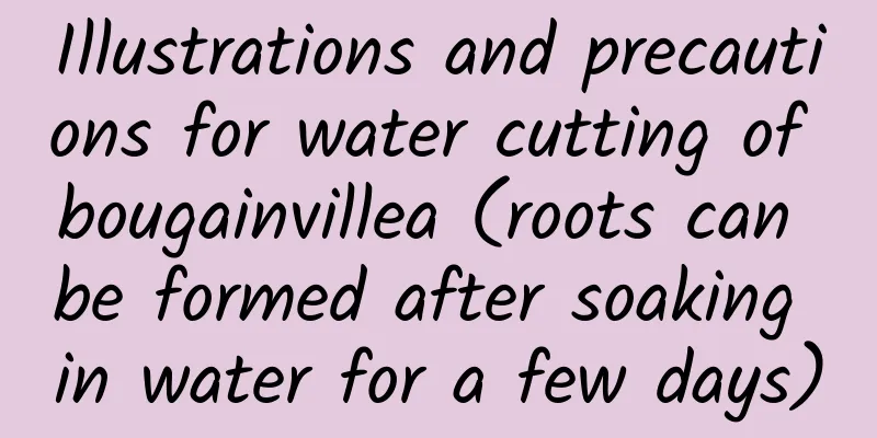 Illustrations and precautions for water cutting of bougainvillea (roots can be formed after soaking in water for a few days)