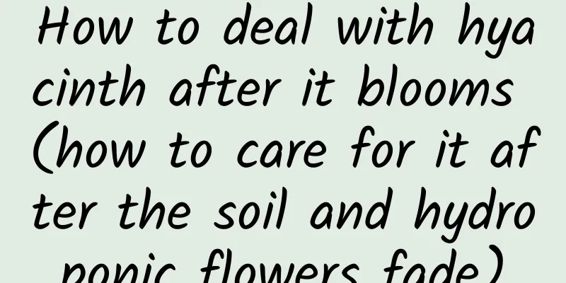 How to deal with hyacinth after it blooms (how to care for it after the soil and hydroponic flowers fade)
