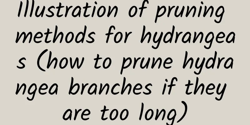 Illustration of pruning methods for hydrangeas (how to prune hydrangea branches if they are too long)