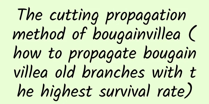 The cutting propagation method of bougainvillea (how to propagate bougainvillea old branches with the highest survival rate)