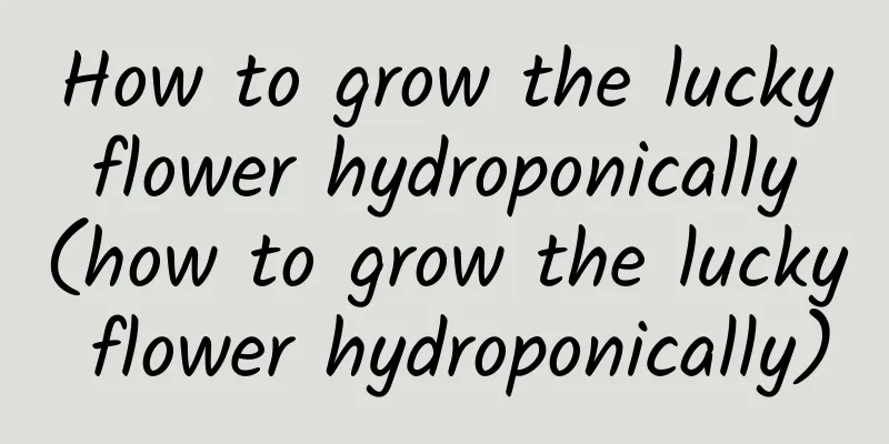 How to grow the lucky flower hydroponically (how to grow the lucky flower hydroponically)