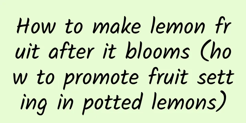 How to make lemon fruit after it blooms (how to promote fruit setting in potted lemons)