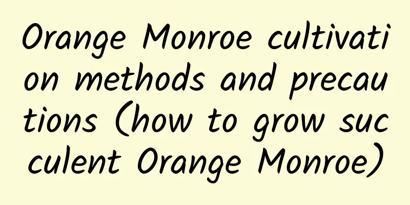 Orange Monroe cultivation methods and precautions (how to grow succulent Orange Monroe)