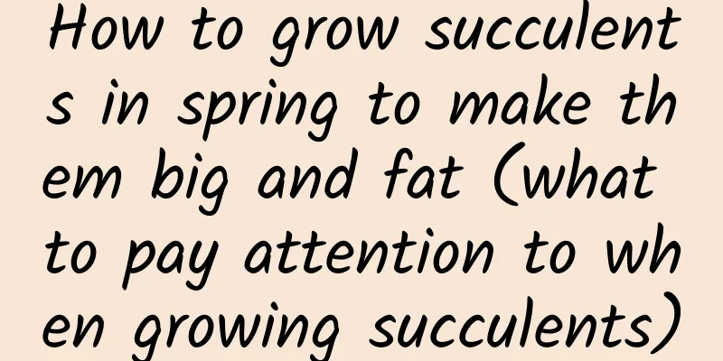 How to grow succulents in spring to make them big and fat (what to pay attention to when growing succulents)