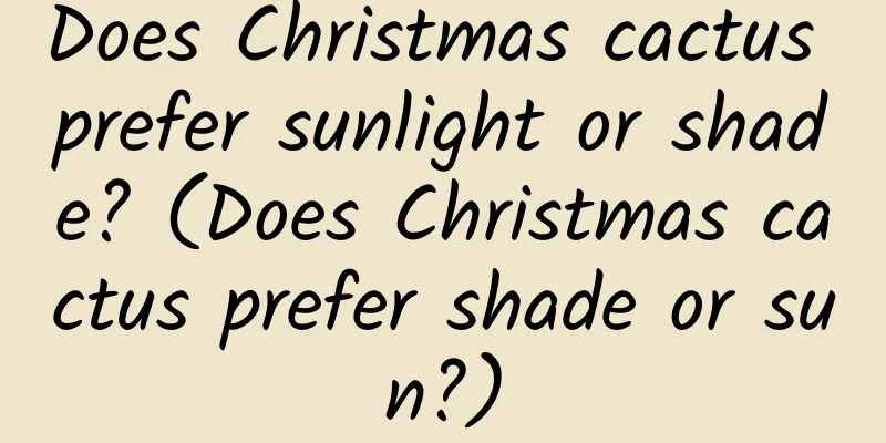 Does Christmas cactus prefer sunlight or shade? (Does Christmas cactus prefer shade or sun?)