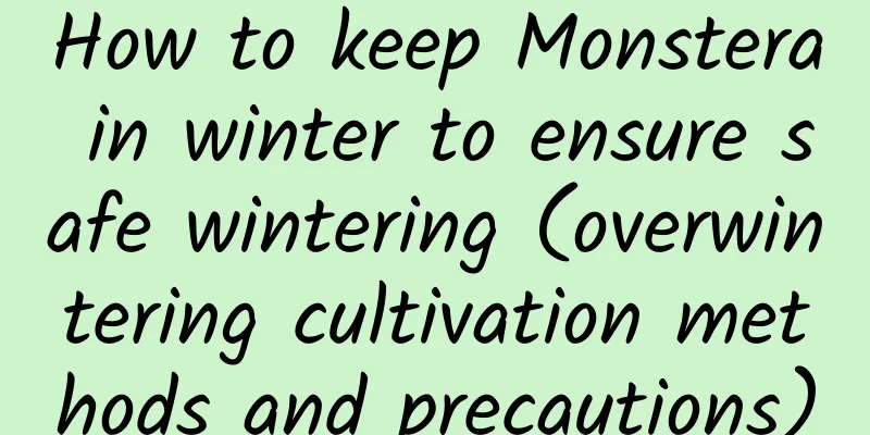 How to keep Monstera in winter to ensure safe wintering (overwintering cultivation methods and precautions)