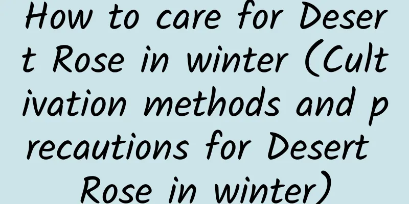 How to care for Desert Rose in winter (Cultivation methods and precautions for Desert Rose in winter)