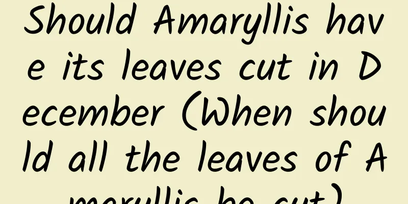Should Amaryllis have its leaves cut in December (When should all the leaves of Amaryllis be cut)