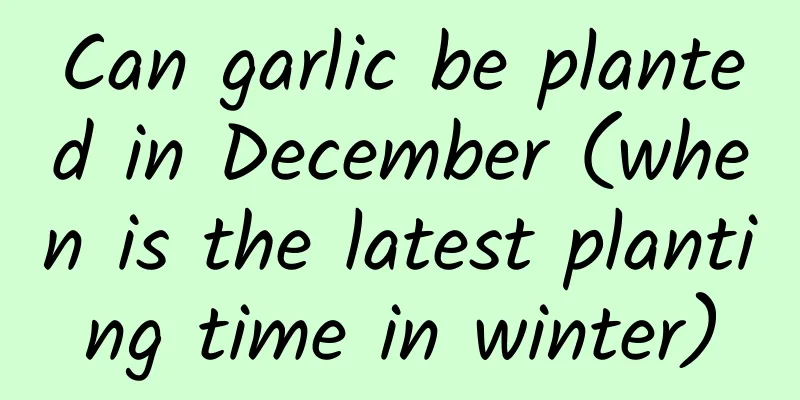 Can garlic be planted in December (when is the latest planting time in winter)