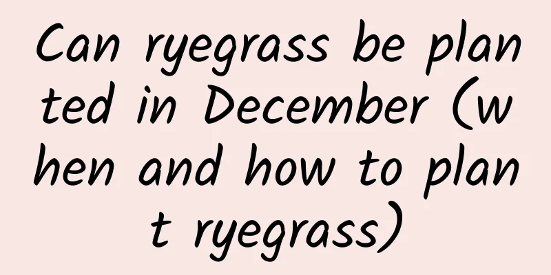 Can ryegrass be planted in December (when and how to plant ryegrass)
