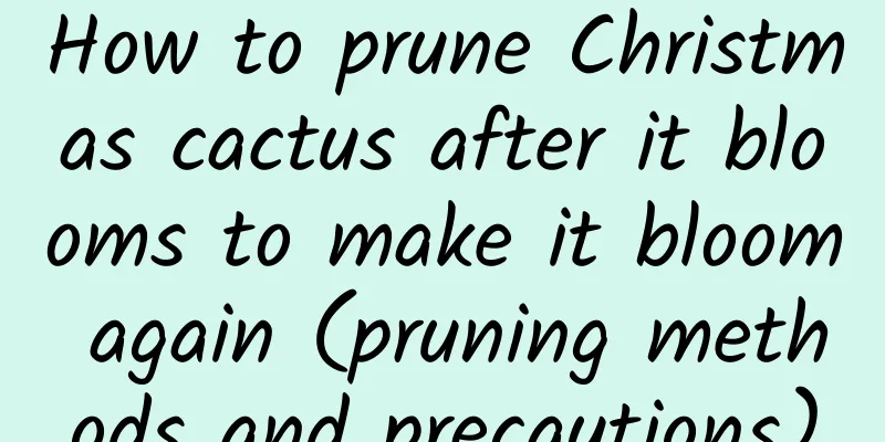 How to prune Christmas cactus after it blooms to make it bloom again (pruning methods and precautions)