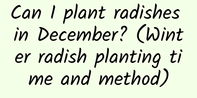 Can I plant radishes in December? (Winter radish planting time and method)