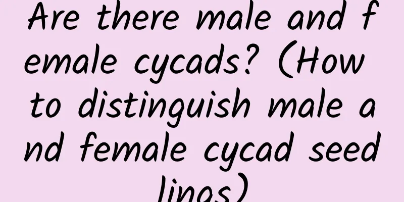 Are there male and female cycads? (How to distinguish male and female cycad seedlings)