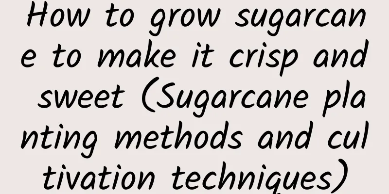 How to grow sugarcane to make it crisp and sweet (Sugarcane planting methods and cultivation techniques)