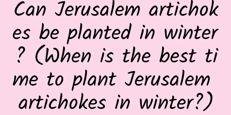 Can Jerusalem artichokes be planted in winter? (When is the best time to plant Jerusalem artichokes in winter?)