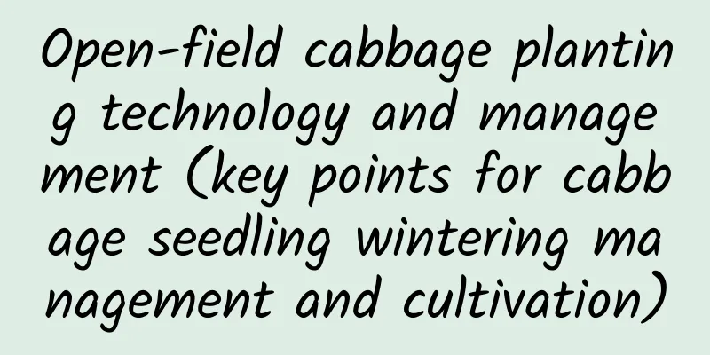 Open-field cabbage planting technology and management (key points for cabbage seedling wintering management and cultivation)
