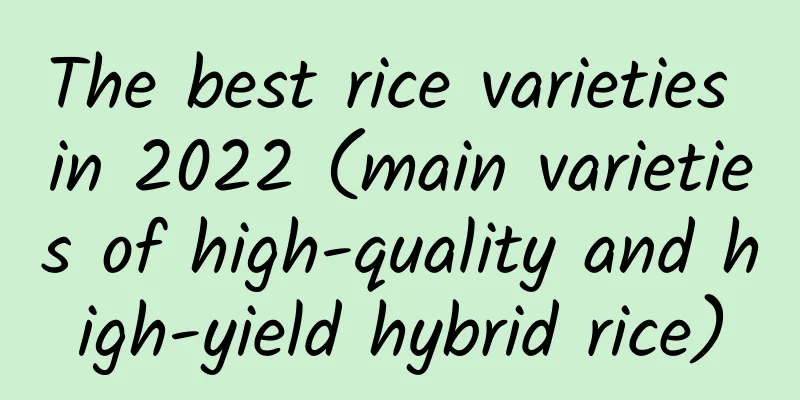 The best rice varieties in 2022 (main varieties of high-quality and high-yield hybrid rice)