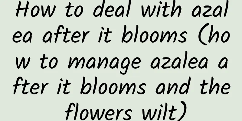 How to deal with azalea after it blooms (how to manage azalea after it blooms and the flowers wilt)