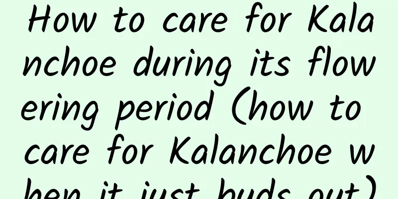 How to care for Kalanchoe during its flowering period (how to care for Kalanchoe when it just buds out)